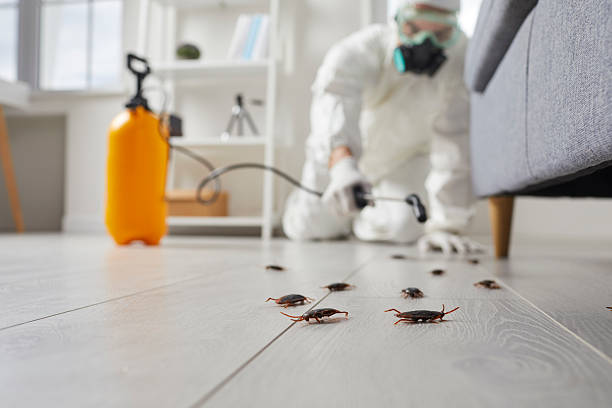 Commercial Rodent Management in Country Club